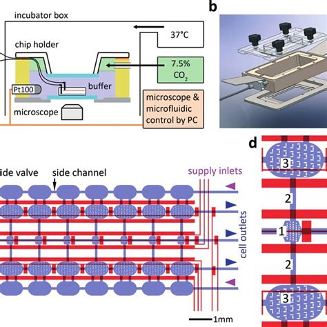 Microfluidic Platform For Chemotaxis Assays Of Primary Stem Cells A