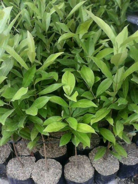 Pokok salam Pokok Daun Salam / Bay Leave | Lazada