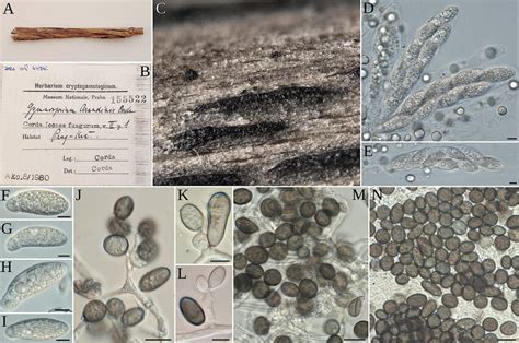 A Bgymnosporium Arundinis Original Material From Prm A Substrate Of