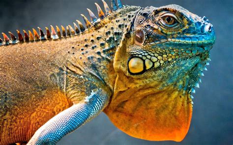 🔥 [43+] Lizard Wallpapers HD | WallpaperSafari