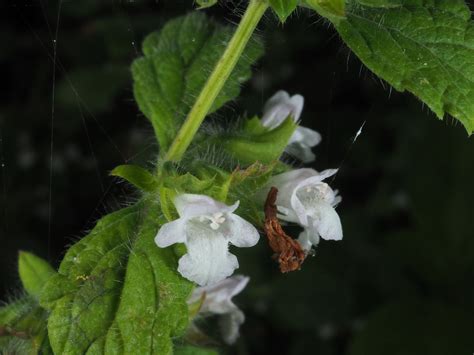 M Lisse M Lisse Officinalis