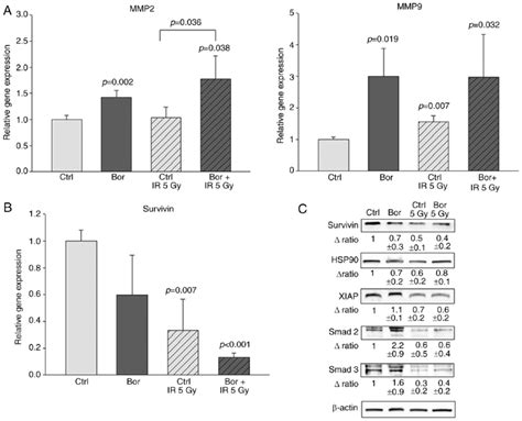 Signaling Pathways Affected By Bortezomib And Ir A Bortezomib