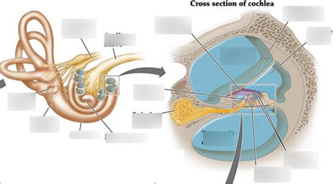 Inner Ear Diagram Quizlet