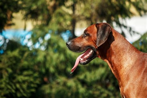 Retrato Al Aire Libre Del Perro Rhodesian Ridgeback Foto Premium