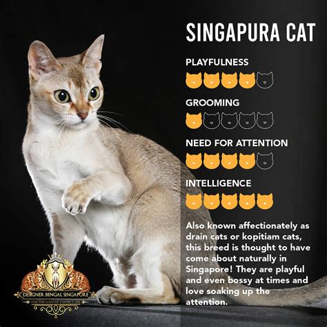 The Singapura Cat "Singapore Cat"