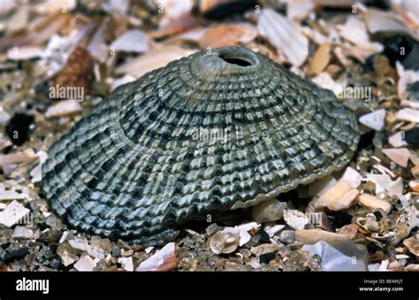 Keyhole Limpet Shell Hi Res Stock Photography And Images Alamy