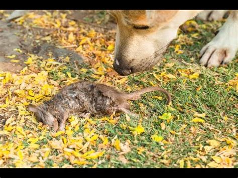 Desintoxicar Cachorro Envenenado C O Comeu Veneno De Rato O Que Fazer