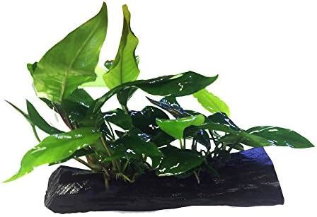 Amazon Anubias Nana Minima Live Aquarium Plants On Driftwood For