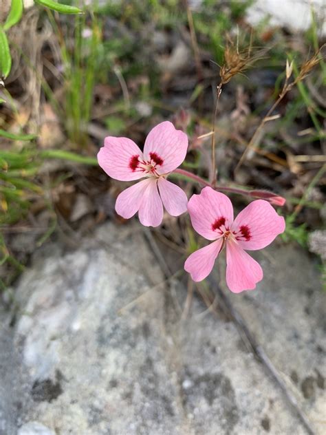 Feather Red Storksbill From Mimetes Valley Cape Town Wc Za On