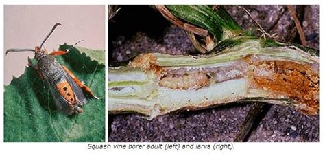 Missouri Beginning Farming Squash Vine Borer