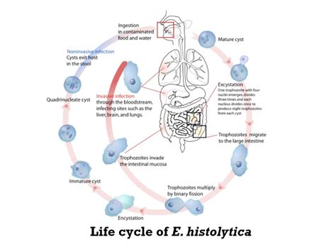 Entamoeba Histolytica Morphology