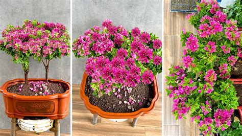 Bougainvillea Plant In Pots