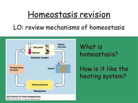 Homeostasis Revision Teaching Resources