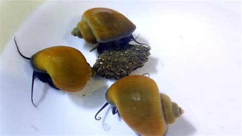 Jade Mystery Snails From Snail Tales Enjoying A Snail Cookie From