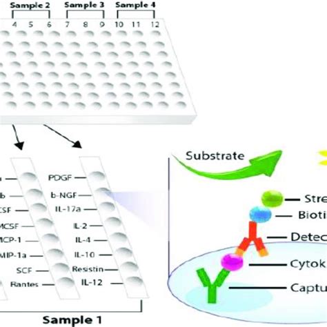 | Plate design of cytokine ELISA array for rat samples. (Modified... | Download Scientific Diagram