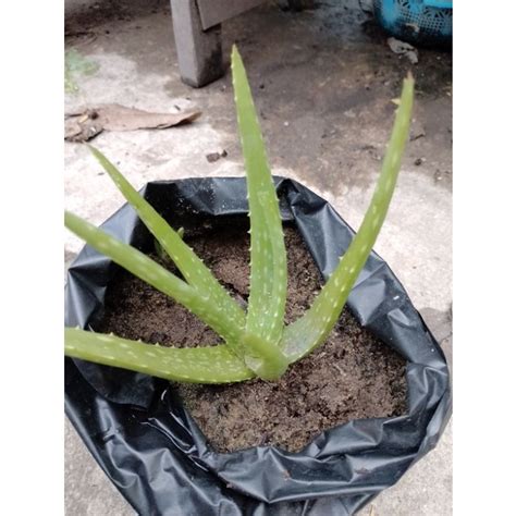 Jual Bibit Tanaman Lidah Buaya Bibit Lidah Buaya Jumbo Lidah Buaya