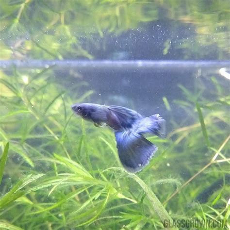 Blue Moscow Guppy 12 Fry Pack – Glass Grown Aquatics