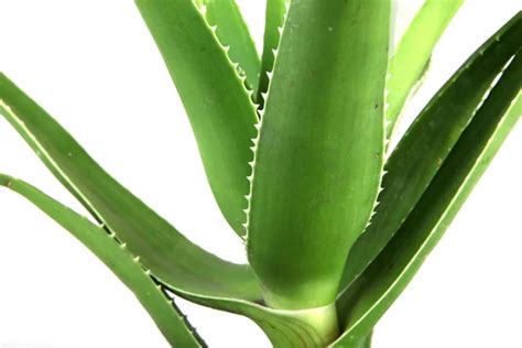 Hojas De Aloe Vera Aisladas Sobre Fondo Negro Fotograf A De Stock