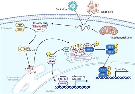 Frontiers Nanomedicines Targeting Activation Of Sting To Reshape