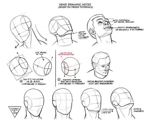 Proko Head Handouts Drawing Heads Face Drawing Anatomy Drawing