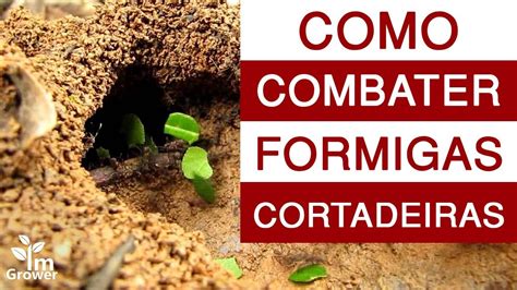 Como acabar formigas cortadeiras sem afetar sua horta orgânica