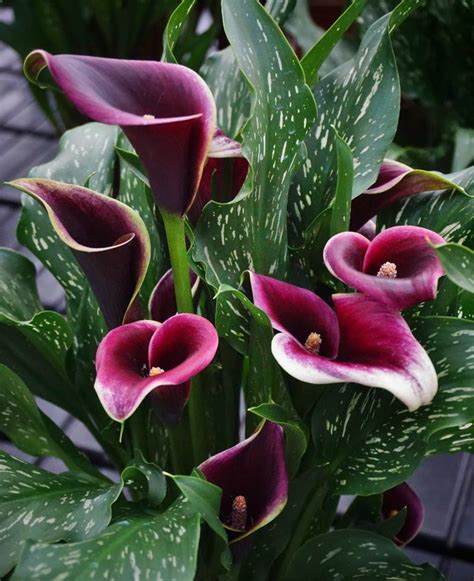 Plantfiles Pictures Arum Lily Calla Lily Dubai Nights By Kell