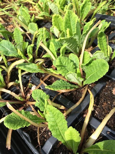 sustainable garden: transplanting primroses