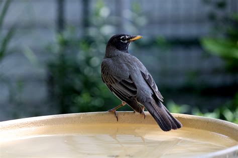 Through Carol's Lens: Robin Redbreast