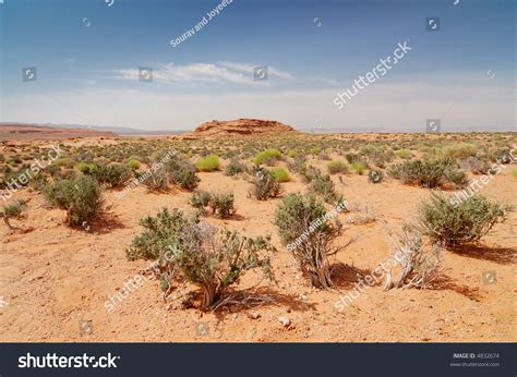 Desert Shrubs Stock Photo 4832674 - Shutterstock