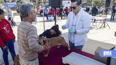 Ra Jornada De Esterilizaci N Y Vacunaci N De Mascotas El Mexicano