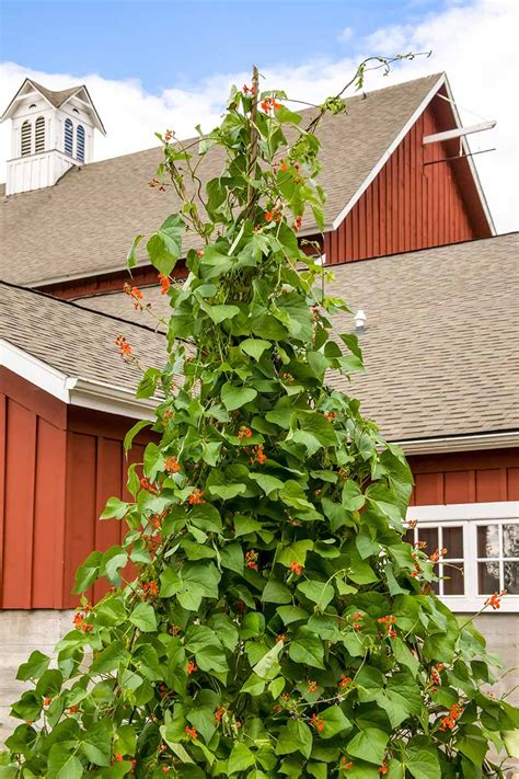 How To Plant And Grow Scarlet Runner Beans Gardeners Path