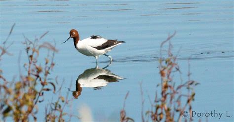 red necked avocet reflections ausemade
