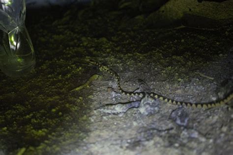 Common Blunt Headed Tree Snake From La Ceiba Honduras On September 16