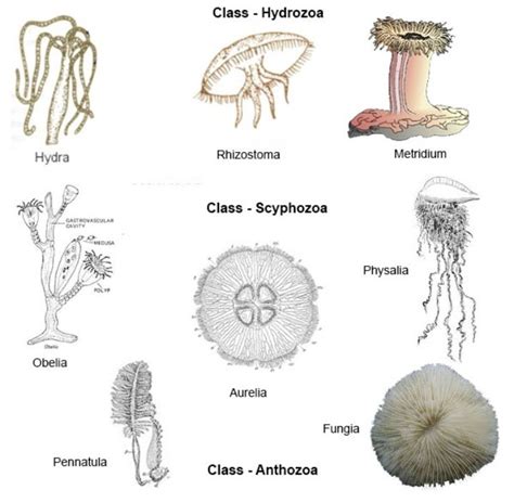 Examples Of Coelenterates