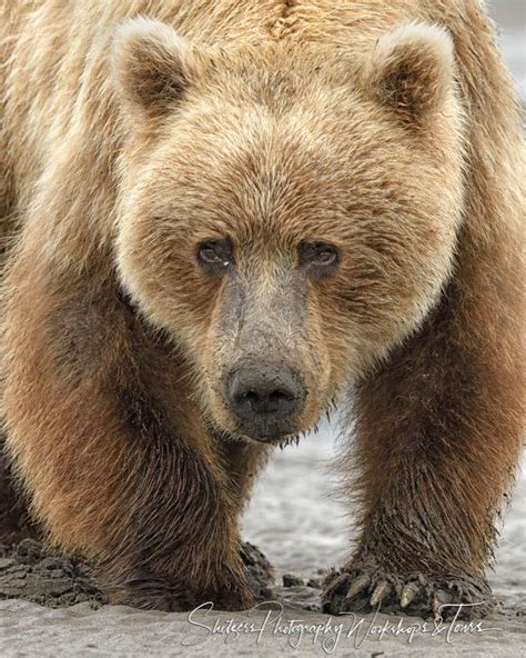 Grizzly Bear Face close-up - Shetzers Photography