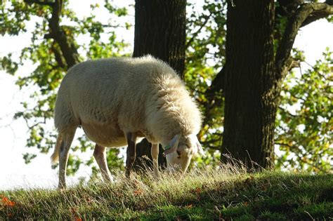 Oveja Del Brezo Naturaleza Foto Gratis En Pixabay Pixabay