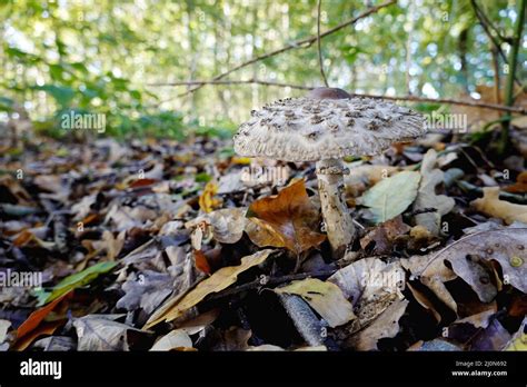 Common Giant Parasol Parasol Or Giant Parasol Mushroom Macrolepiota