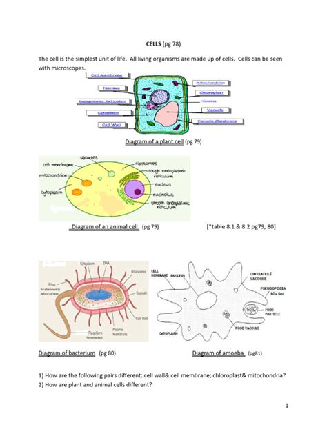 G) CELLS | PDF | Osmosis | Cell (Biology)