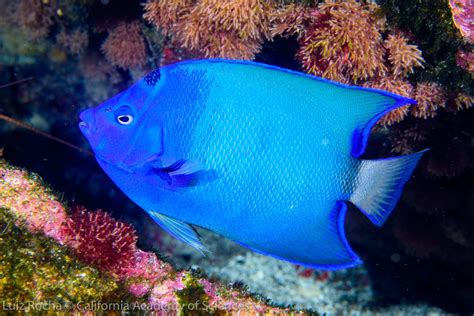 Great New Pictures Of Blue Queen Angelfish From St Pauls Rock Reef