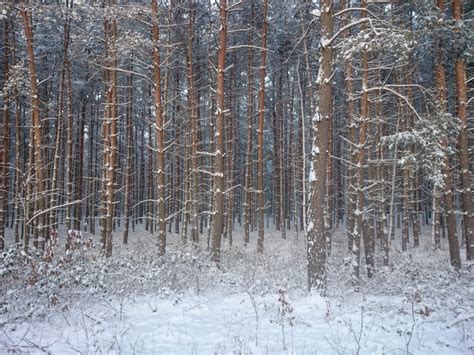 Banco De Imagens árvore Floresta Ramo Inverno Geada Gelo Bétula