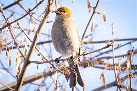 Pino Era Pájaro Sucursales Foto gratis en Pixabay