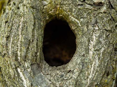 Réparer un trou d arbre réparer un arbre avec un tronc creux ou un