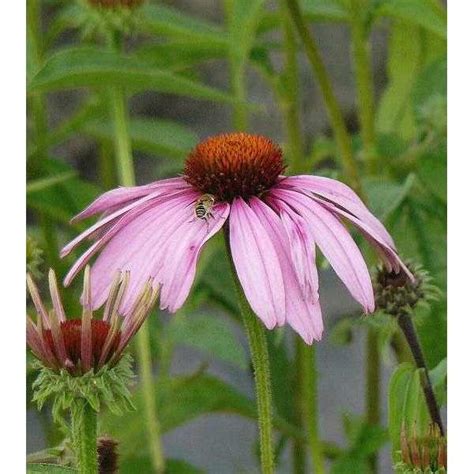 Rode Zonnehoed Echinacea Purpurea Magnus Vaste Planten Planten