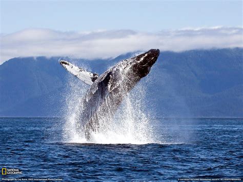 Humpback Whale Wallpapers Wallpaper Cave