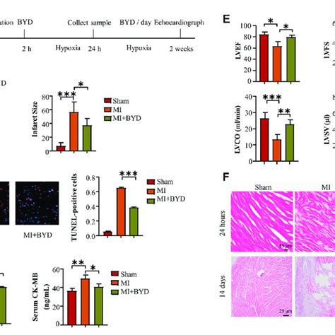 In Vitro Evaluation Of BYDE For The Cytoprotective Effect Against OGD