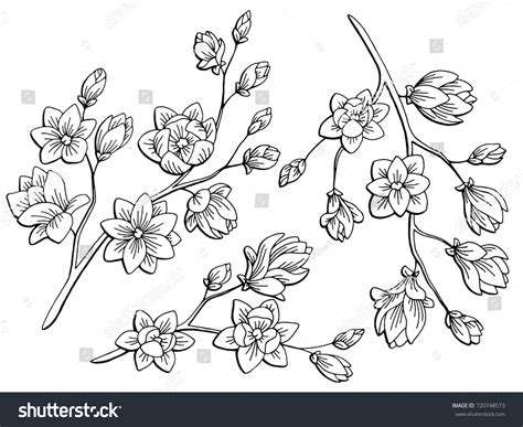 Magnolia Flower Graphic Black White Isolated Stock Vector (Royalty Free ...