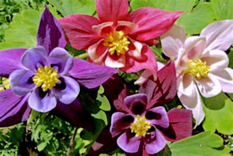 Aquilegia Plants Growing How To Grow Grannys Bonnet Columbine