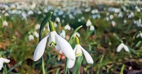 Snowdrop Flower: Info and Care - WhenYouGarden.com