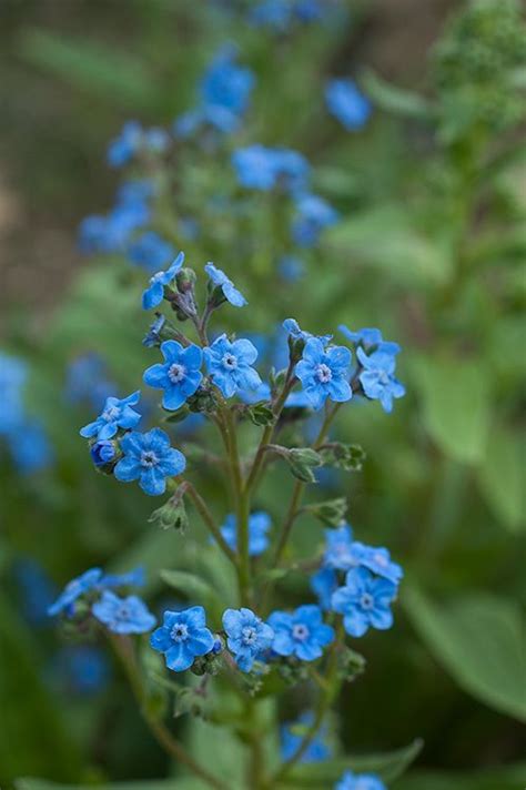 Chinese Forget Me Not Firmament Cynoglossum Amabile April 12 2018