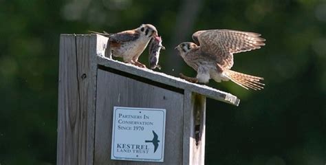 Kestrel Nest Box Project Season Report Kestrel Land Trust